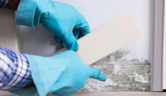 Baton Rouge Mold Testing in Baton Rouge & Denham Springs