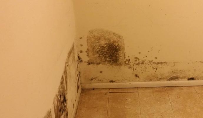 Baton Rouge Mold Inspections