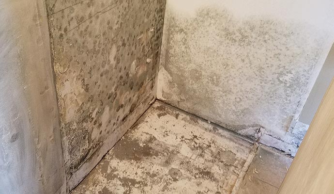 Growing mold due to water damage