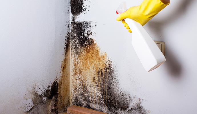 Professional black mold removal service