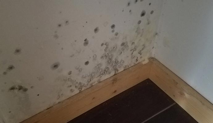 Black mold in the wall