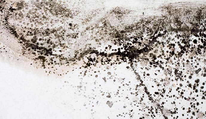 Black mold on white wall