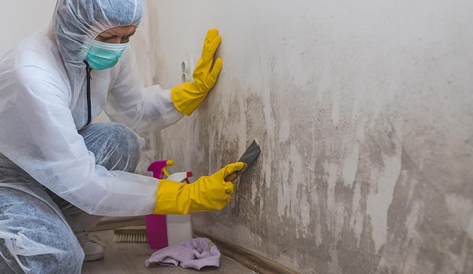 Black mold remediation