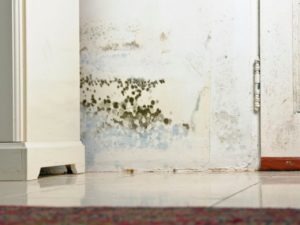 Mold Damage in Baton Rouge