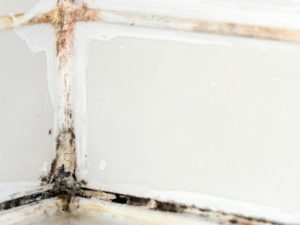 Mold in a Flooded Home