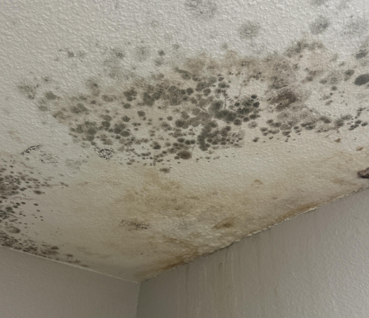 Cove- Water Damage- Baton Rouge