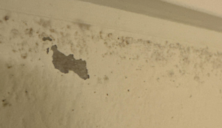 Micheal L- water and mold damage restoration, baton rouge