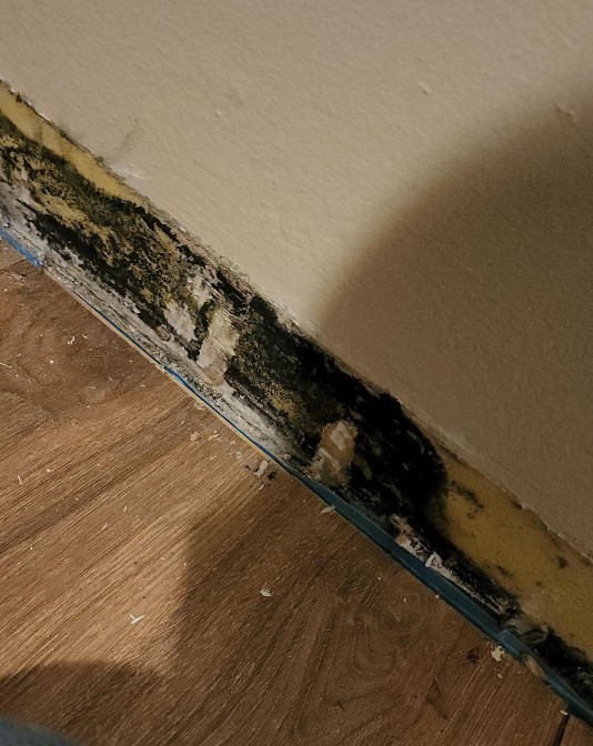 Bathroom Baseboard Black Mold