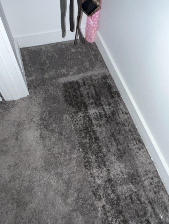 Carpet with Mold Growth