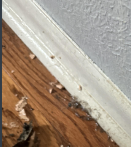 Walden- Water Damage Baton Rouge