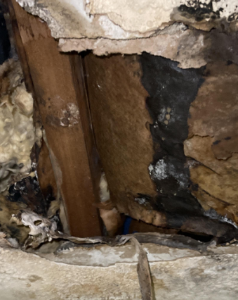 Anne J- water damage baton rouge