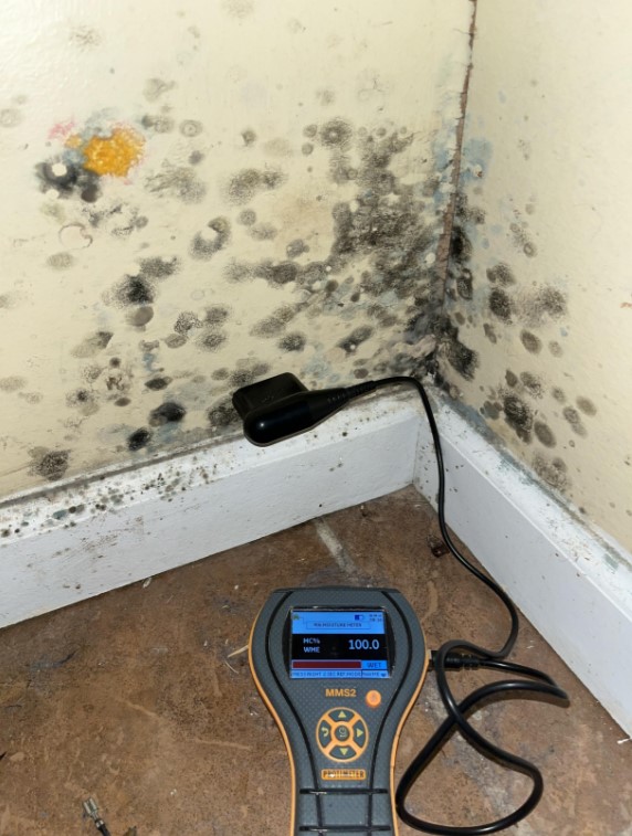 Significant Mold Growth