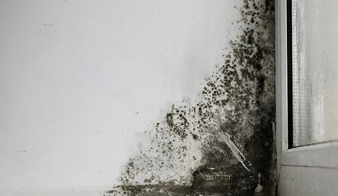 Growing mold on the wall