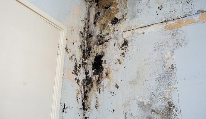 Interior mold on the wall and ceiling