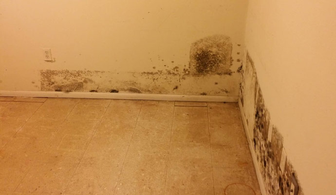 Mold Growth