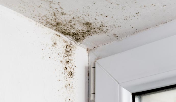 Mold in House