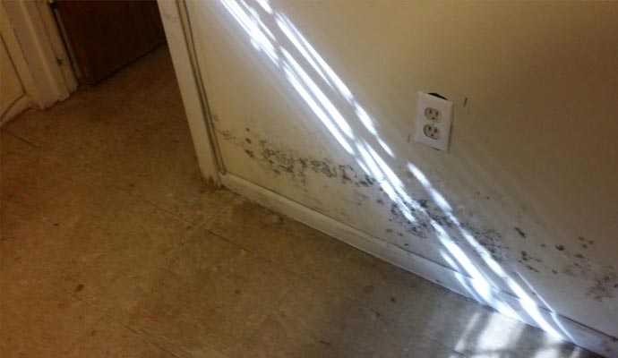 Mold Inspection in Baton Rouge