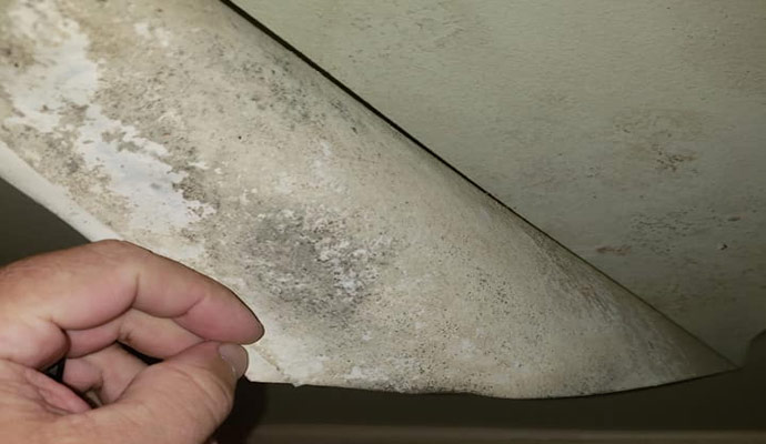 Professional Mold Removal