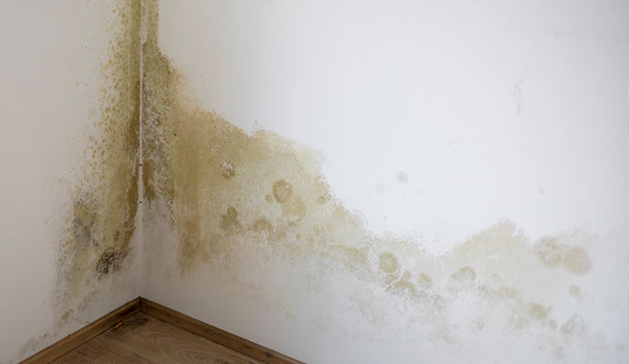 moldy wall for leaky pipe