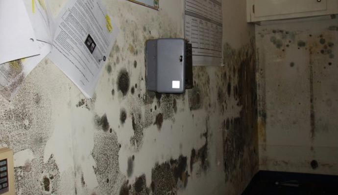 Mold Baton Rouge | United Fire & Water Blog