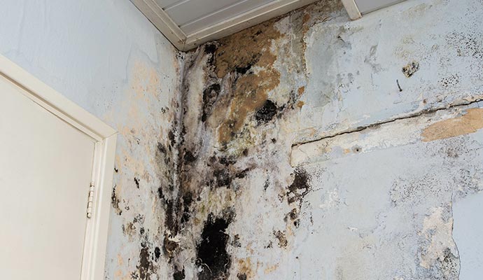 Mold on the white wall